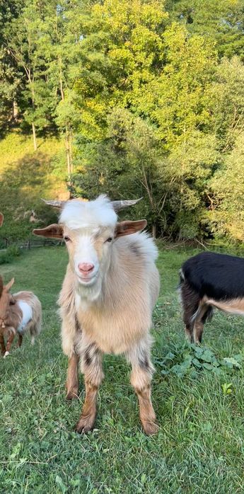 Vând 4 iezi frumoși