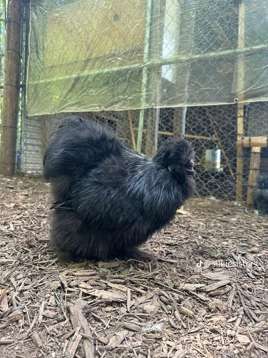 Тескари куен парт жужа тухумларига заказ оламиз