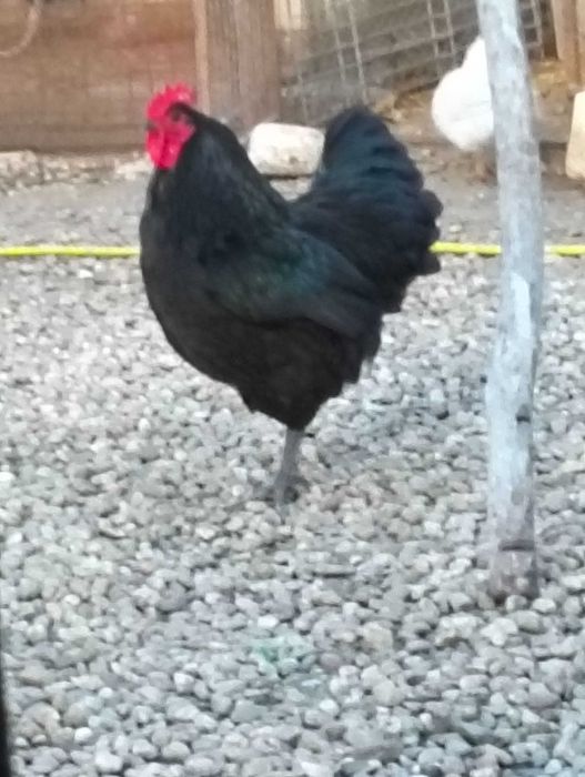 Vând sau schimb cocoș astralorp