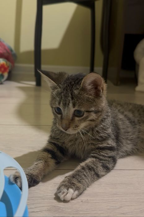 2х месяный котенок ищет дом