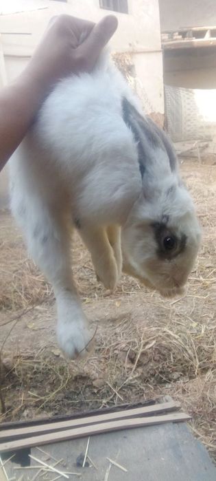 Quyon sotiladi arzon