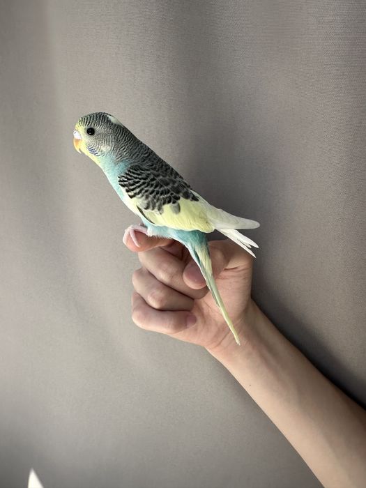 Полностью ручной волнистый попугай