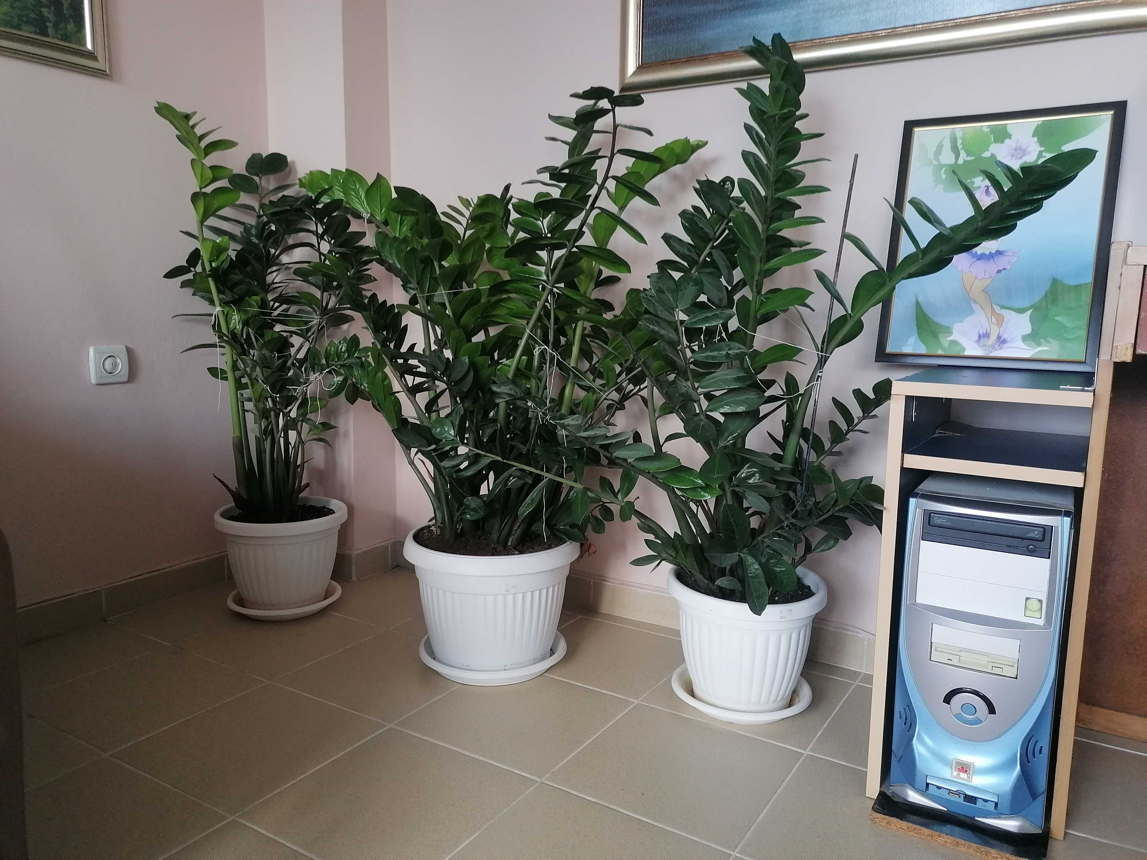 Стайно растение Замиокулкас