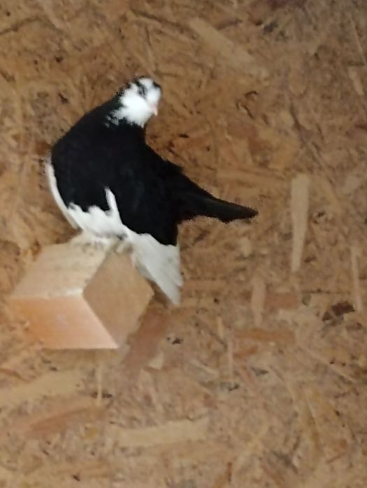 Porumbei de ornament accept si schimburi