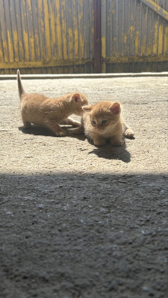 Pisoi siamezi cauta stapan