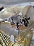 Sugar glider (veveriță zburătoare)