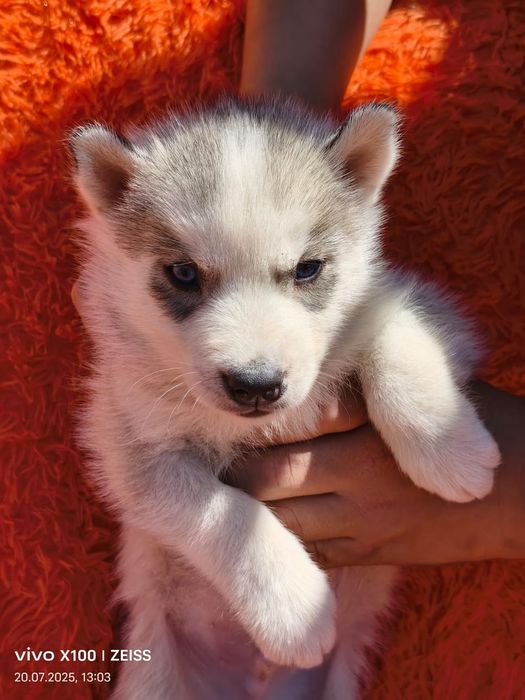 Очаровательные щенки сибирской хаски.