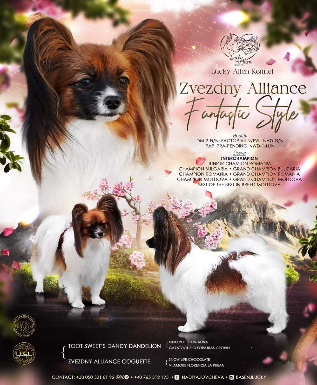 Papillon момиче, трицветен цвят, дата на раждане 02.10.2024