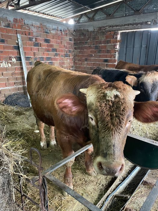 Продавам месодайни телета мъжки