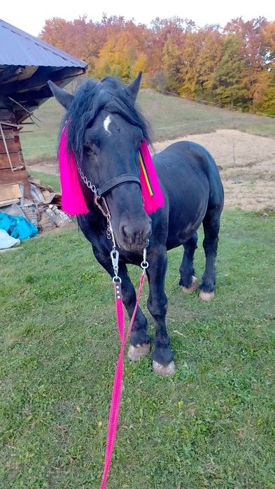 Vand harmasar în vârstă de 10 ani