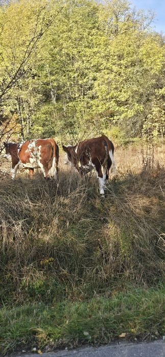 Vând vaca cu vitea