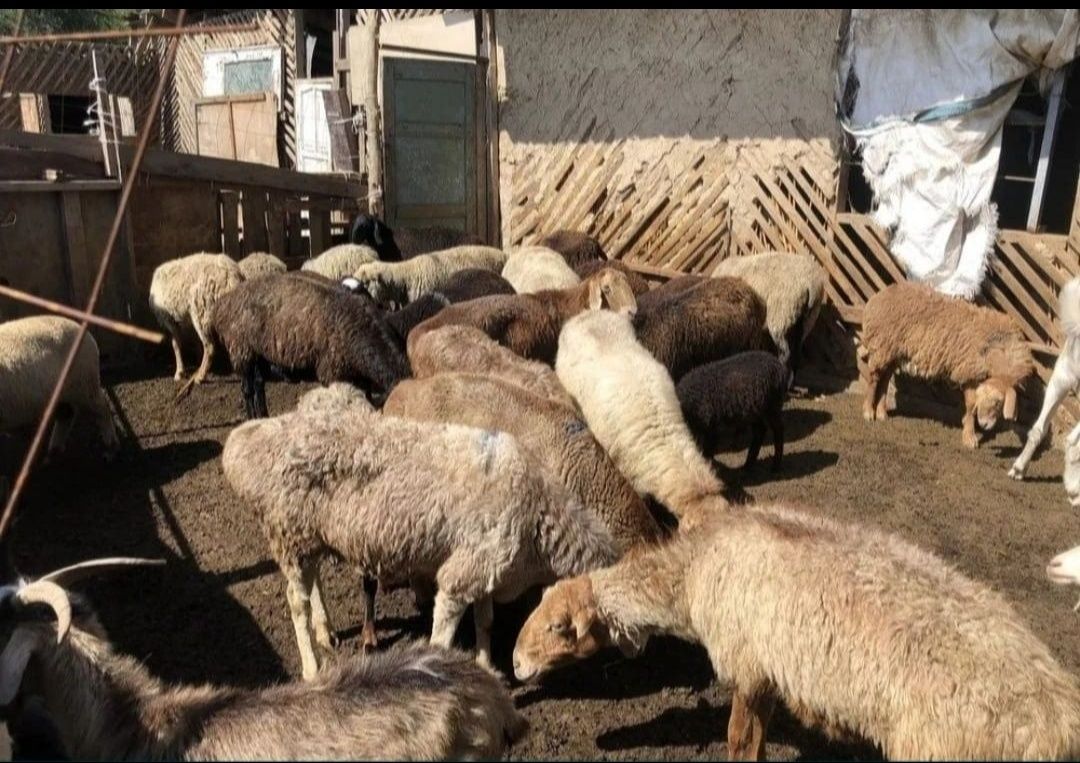 Бордакыланган койлар,кошкарлар,тоқтылар   келысымды бағады сатылады