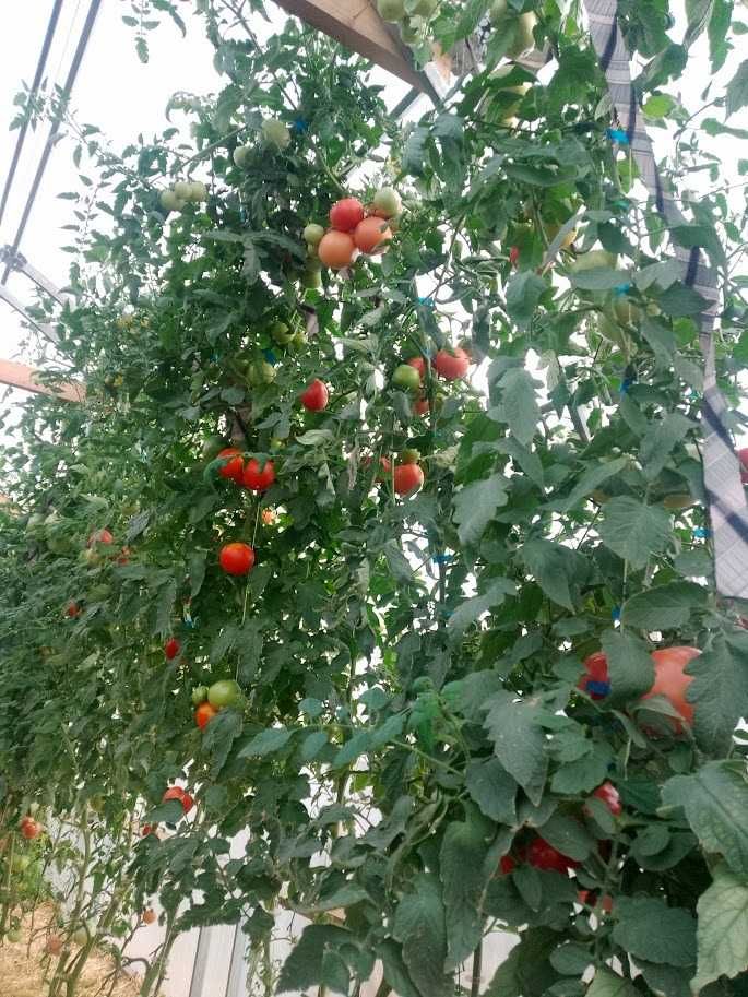 Продавам домати розови сортове , София с. Бусманци - само на място !