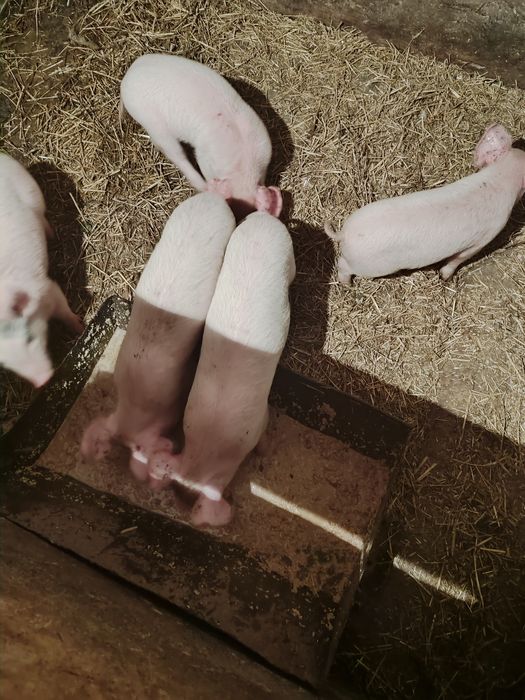 Продам поросят 1кабанчик.4свинки. 4 месяца.