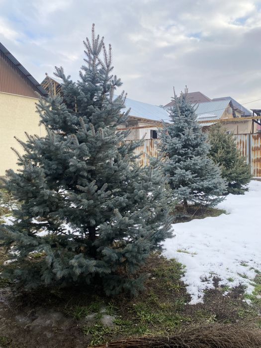 Ёлки Шыршалар