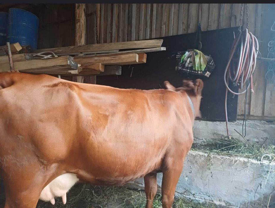 Vaca de vanzare...