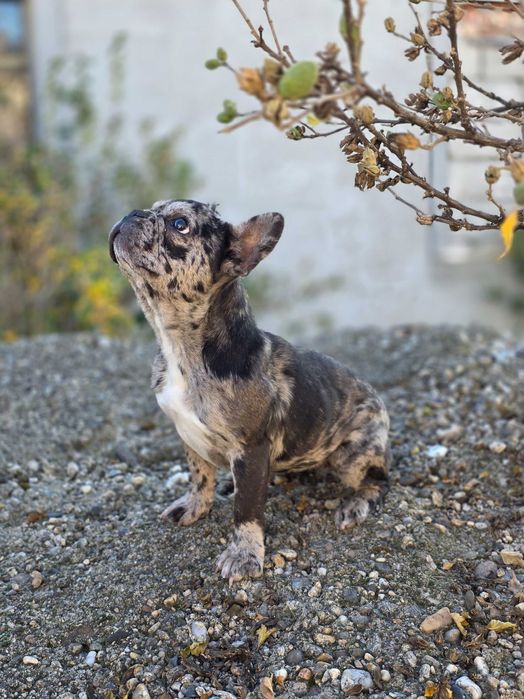 Cățelușă Bulldog Francez Merle - de vânzare