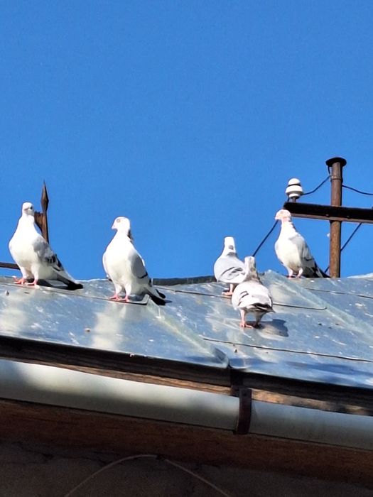 Porumbei Galateni de joc