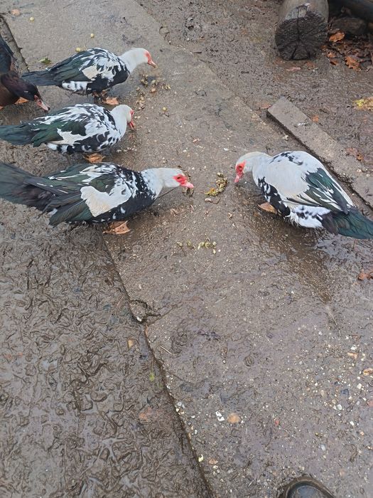 Vind rațe leșești