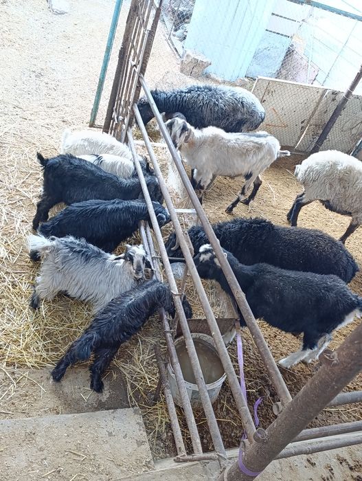 Хонаки эчкилар сотилади. 2 тадан тугади