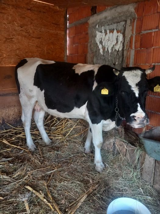 Vând vaca gestanta  în 8 luni