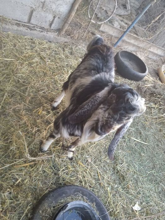 Нар Эчки сотилади