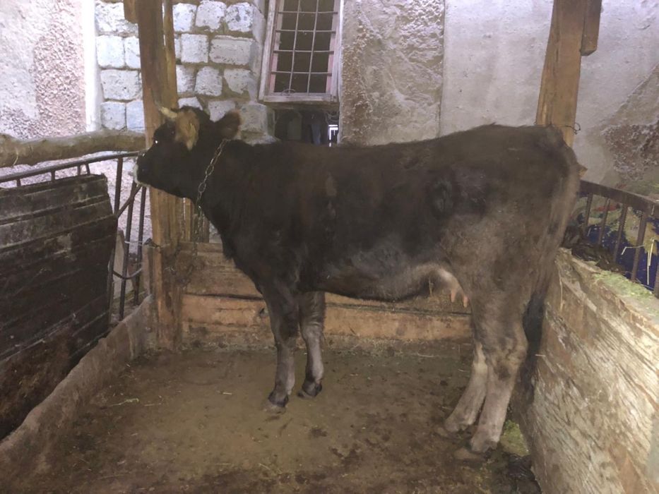 Тайынша (Алатауская порода)