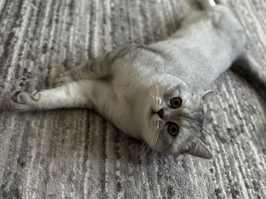 Кот шишншила окрас серебро