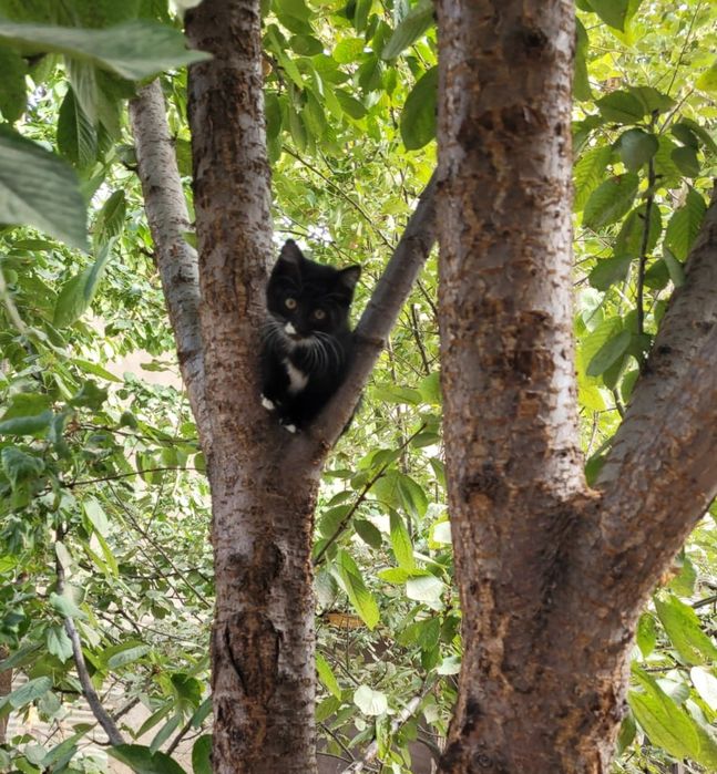 Одам бесплатно котёнка в  добрые руки домашний приучены