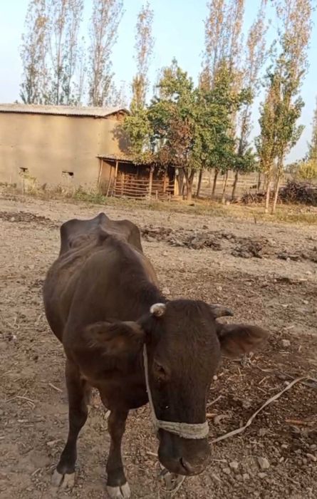 Sog'in sigir sotiladi. Bolasi urg'ochi 2 yarim oylik. Yeb ichishi zo'r