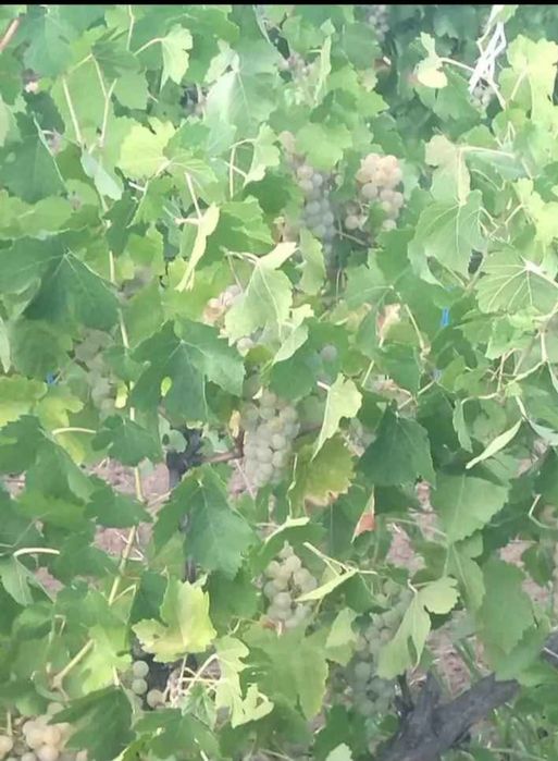 Vand struguri de vin avem toate soiurile