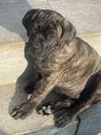 Pui cane corso tigrat