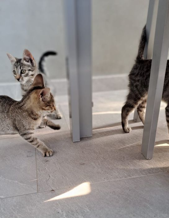 5 pui pisica, pt adoptie
