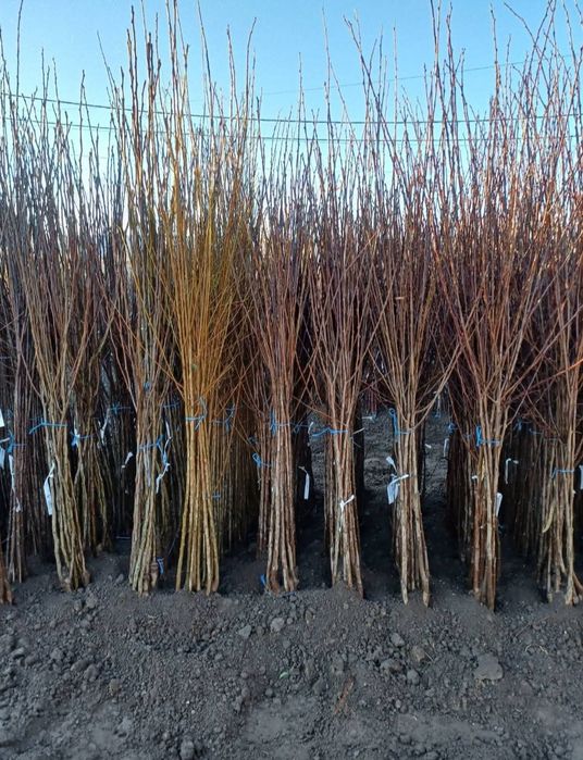 Pomi altoiți certificati