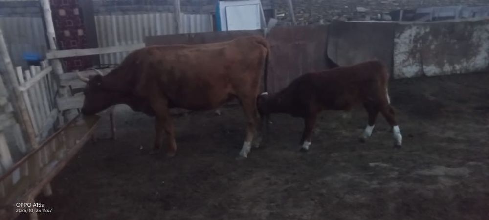 Продам корову с телёнком