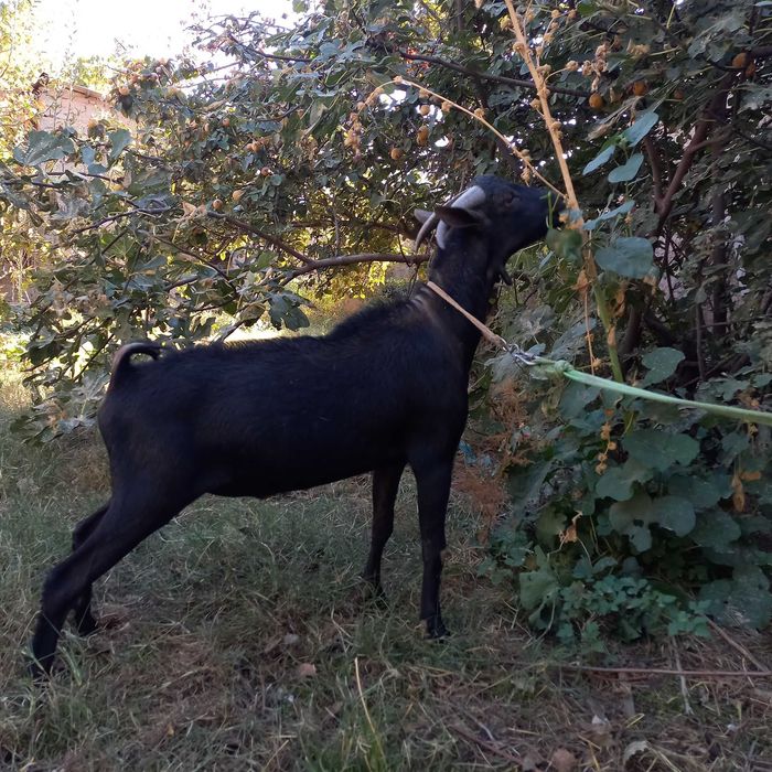 Мурсиана зотли така сотилади