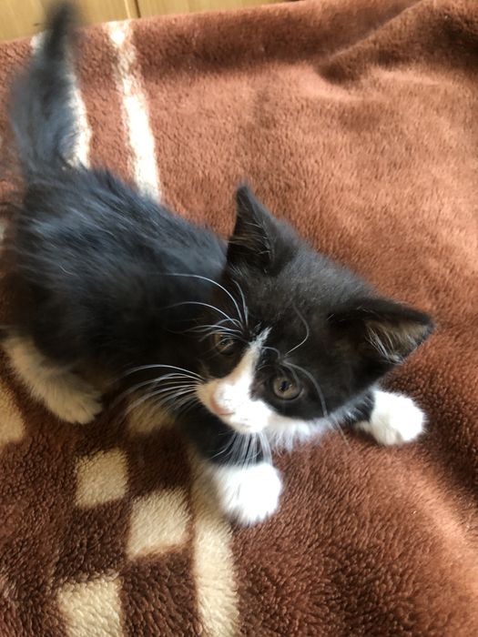 Отдам котенка в хорошие руки