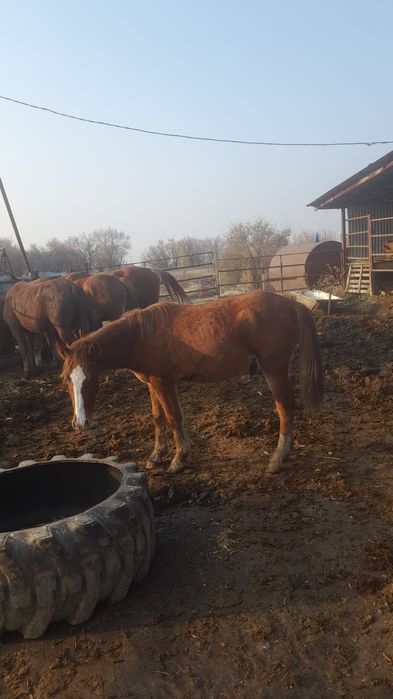 Тяжеловоз кунандар