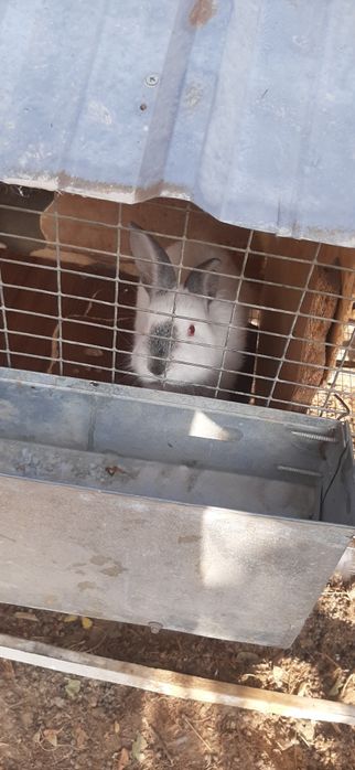 Quyonlar erkak ayoli