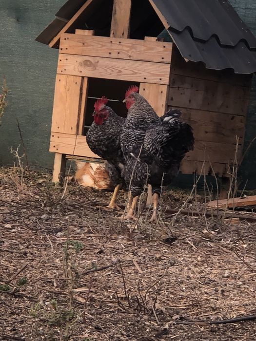 Cocos la schimb sau vinzare