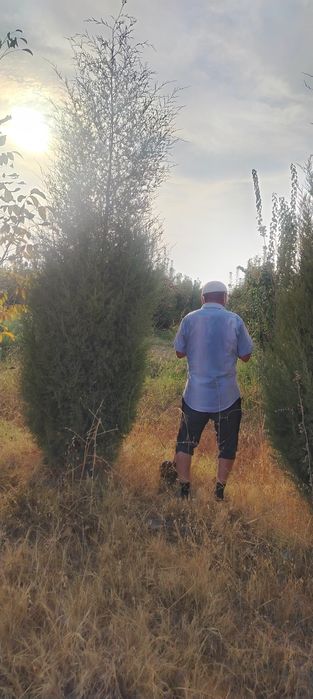 Маржавинка и галубой кепарист