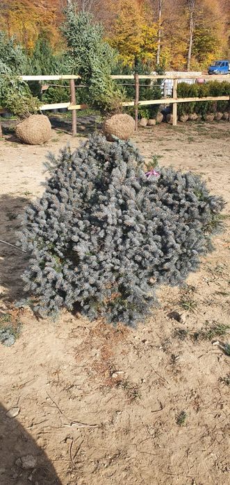 Brazi argintii/verzi la preț minim garantat, Plante ornamentale