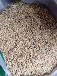 Зерно пшеницы продам