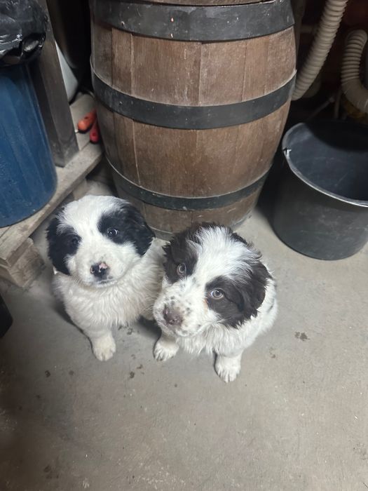 Каракачанка мъжко/женско