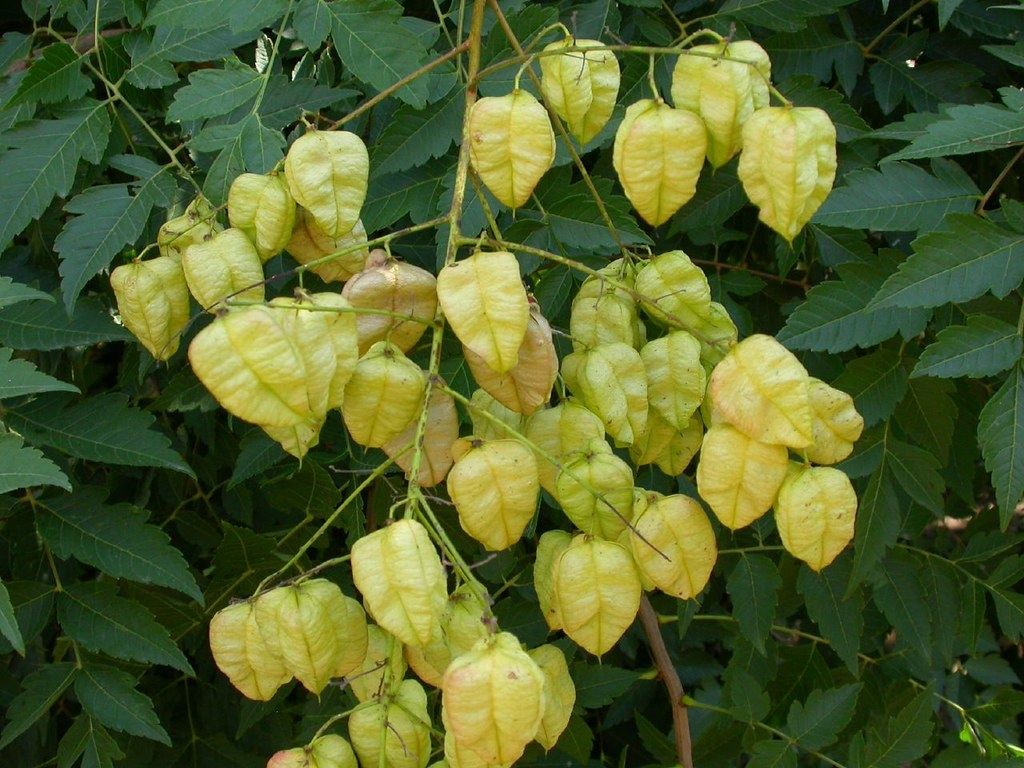 Китайски Мехурник