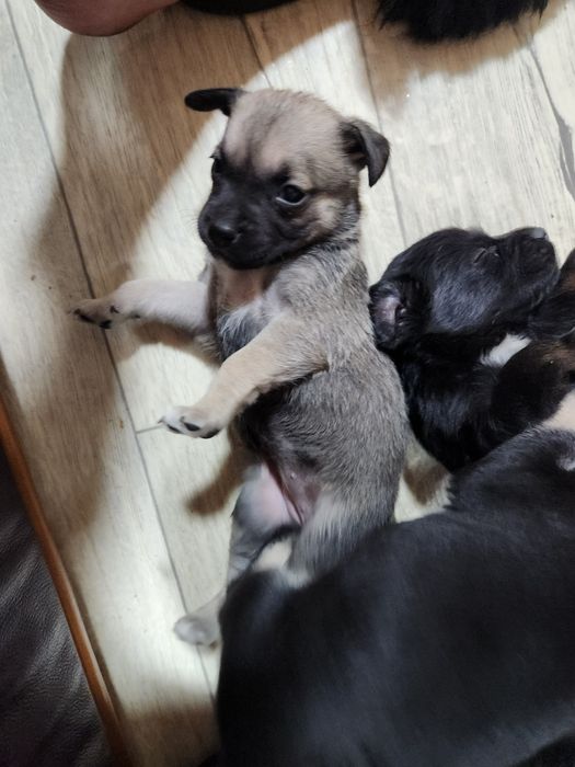 Отдам девочек. Будут не большие, гладкошерстные