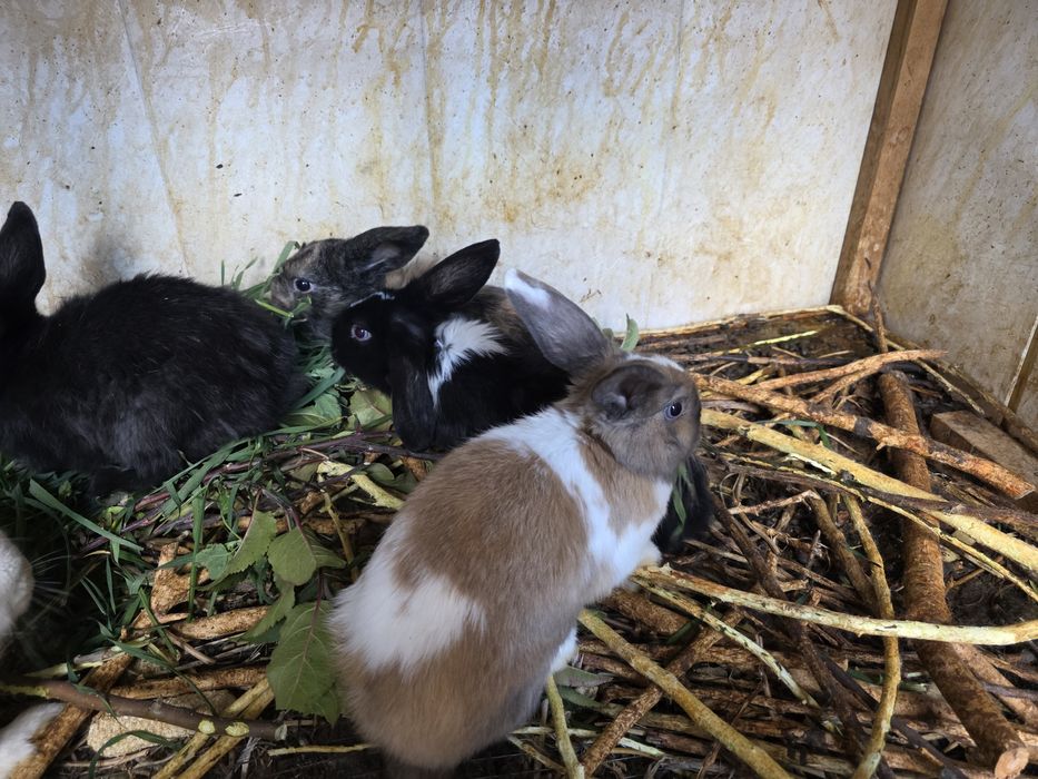 Dekarativni quyonlar sotiladi qo'lga o'rgangan. Yeb ichishi yaxshi