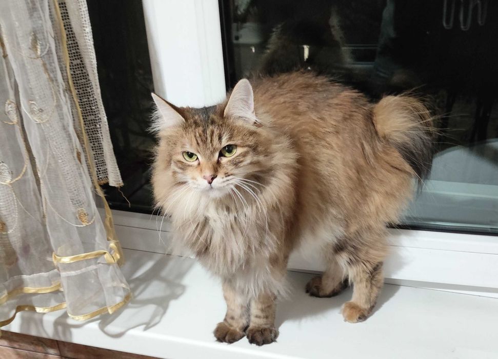 Кошку в добрые руки