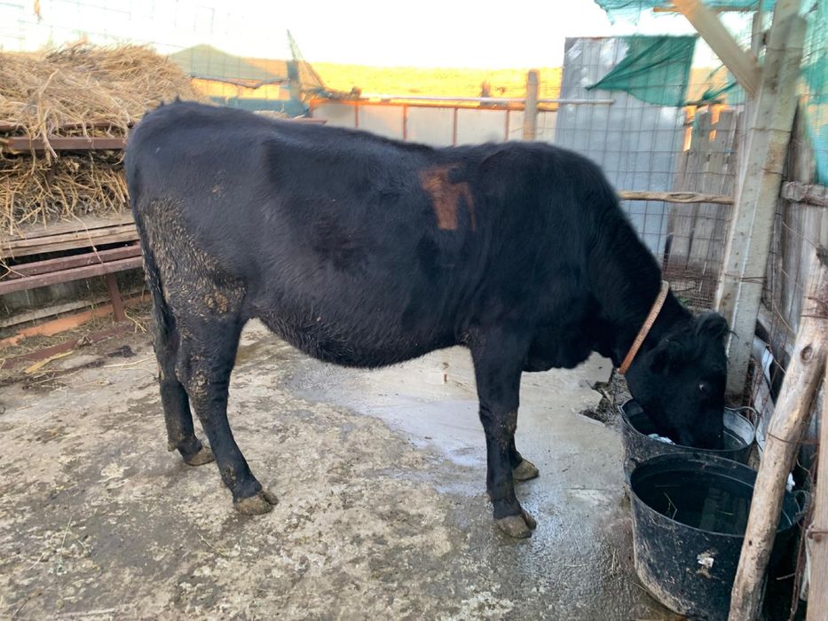 Vand vitica rasa Angus