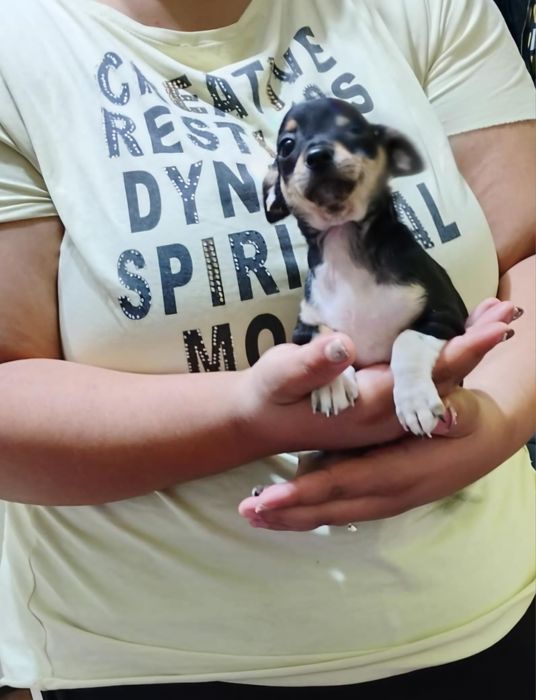 Мъжки мини пинчер